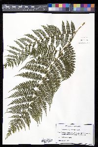 Alsophila polystichoides image