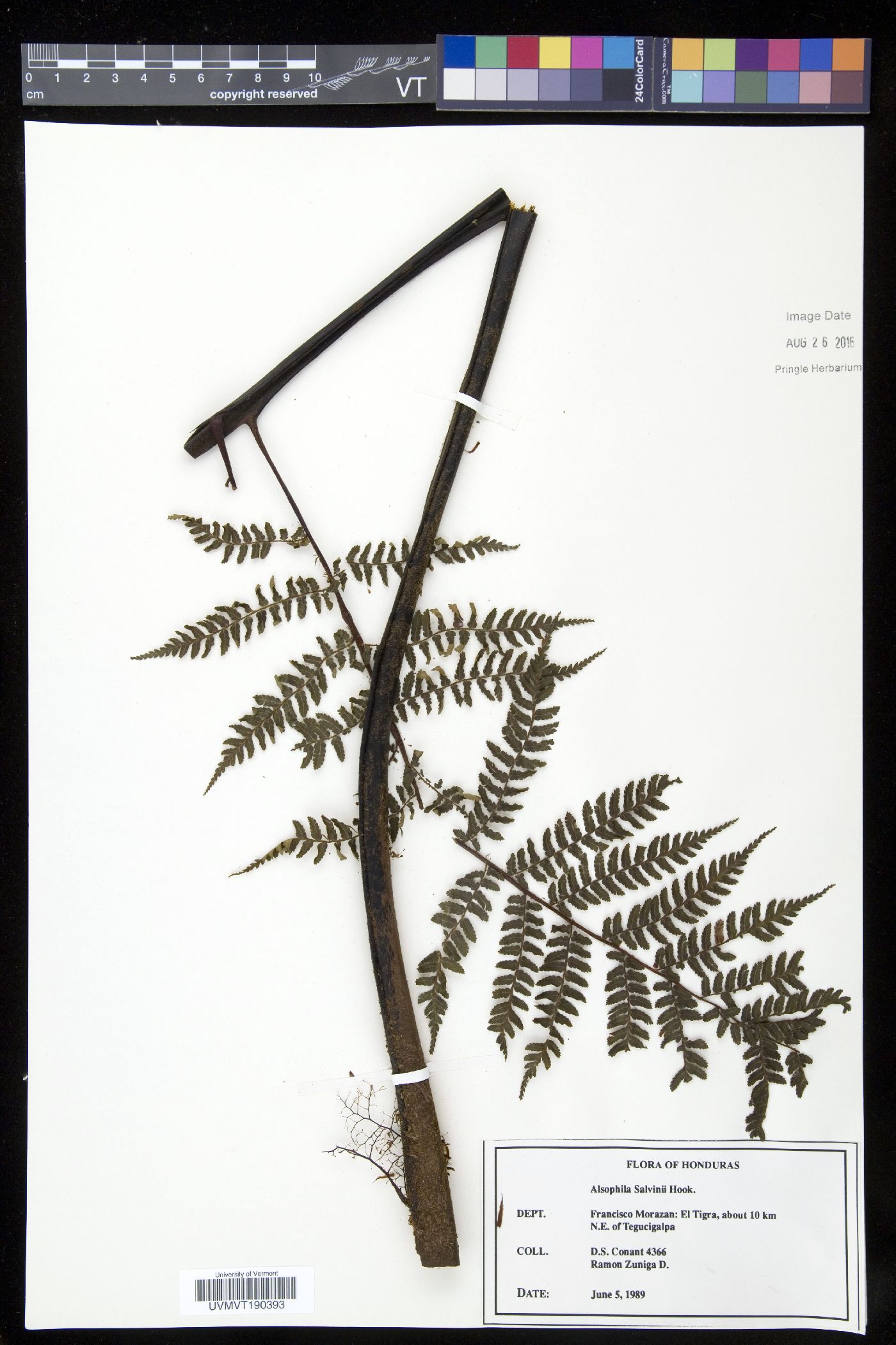 Alsophila salvinii image