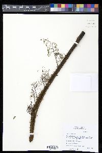 Alsophila salvinii image