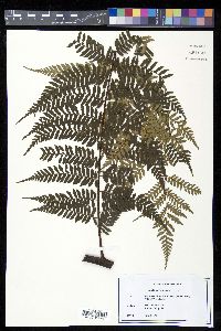 Alsophila salvinii image