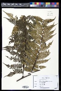 Alsophila salvinii image