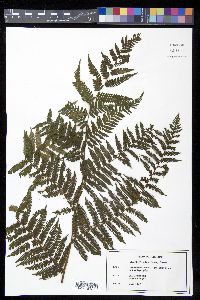 Cyathea tryoniana image