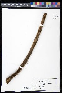 Cyathea tryoniana image