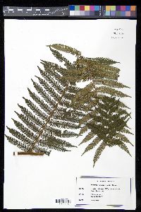 Cyathea tryoniana image