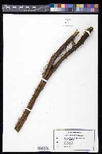 Cyathea tryoniana image