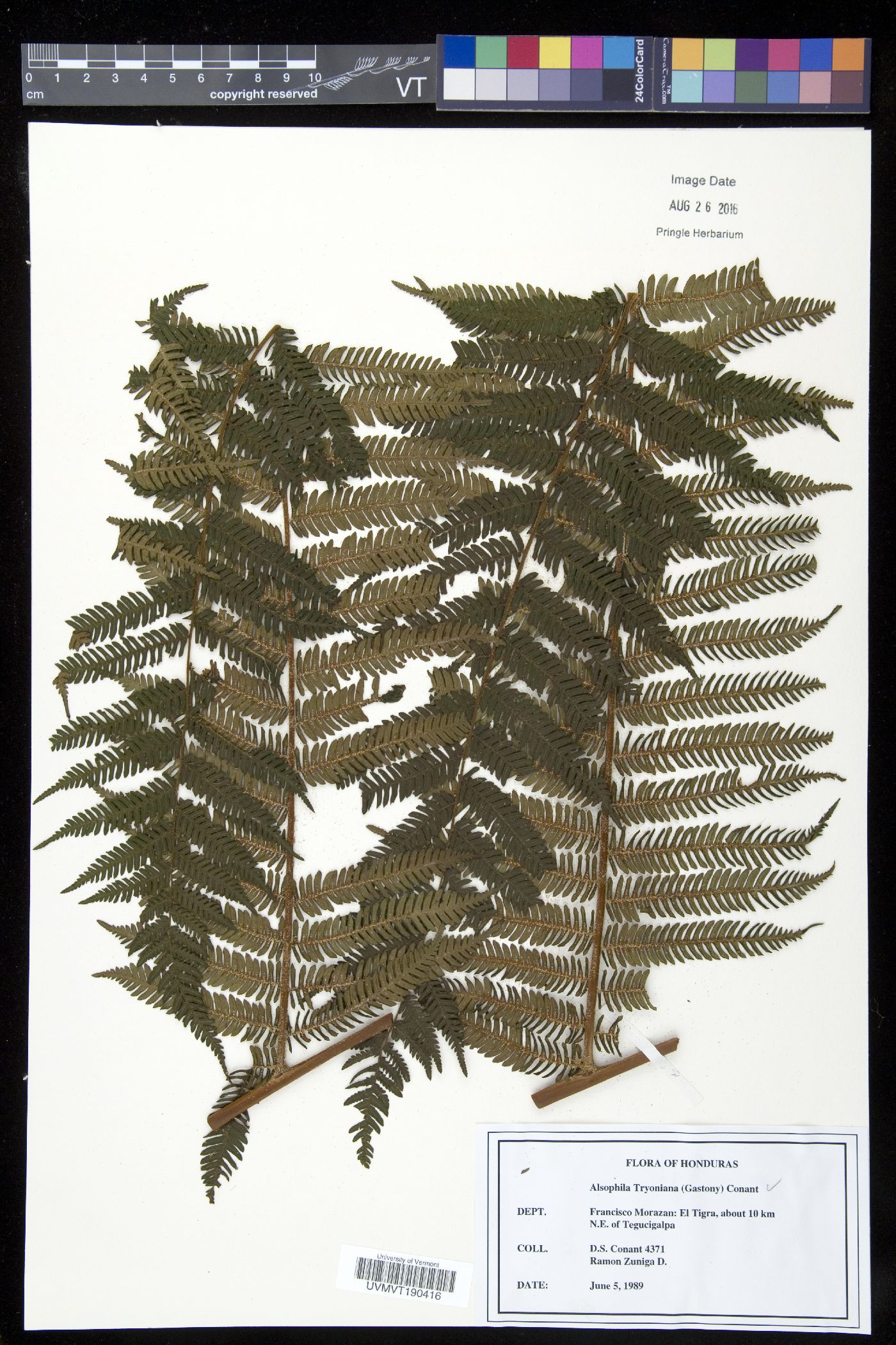 Cyathea tryoniana image