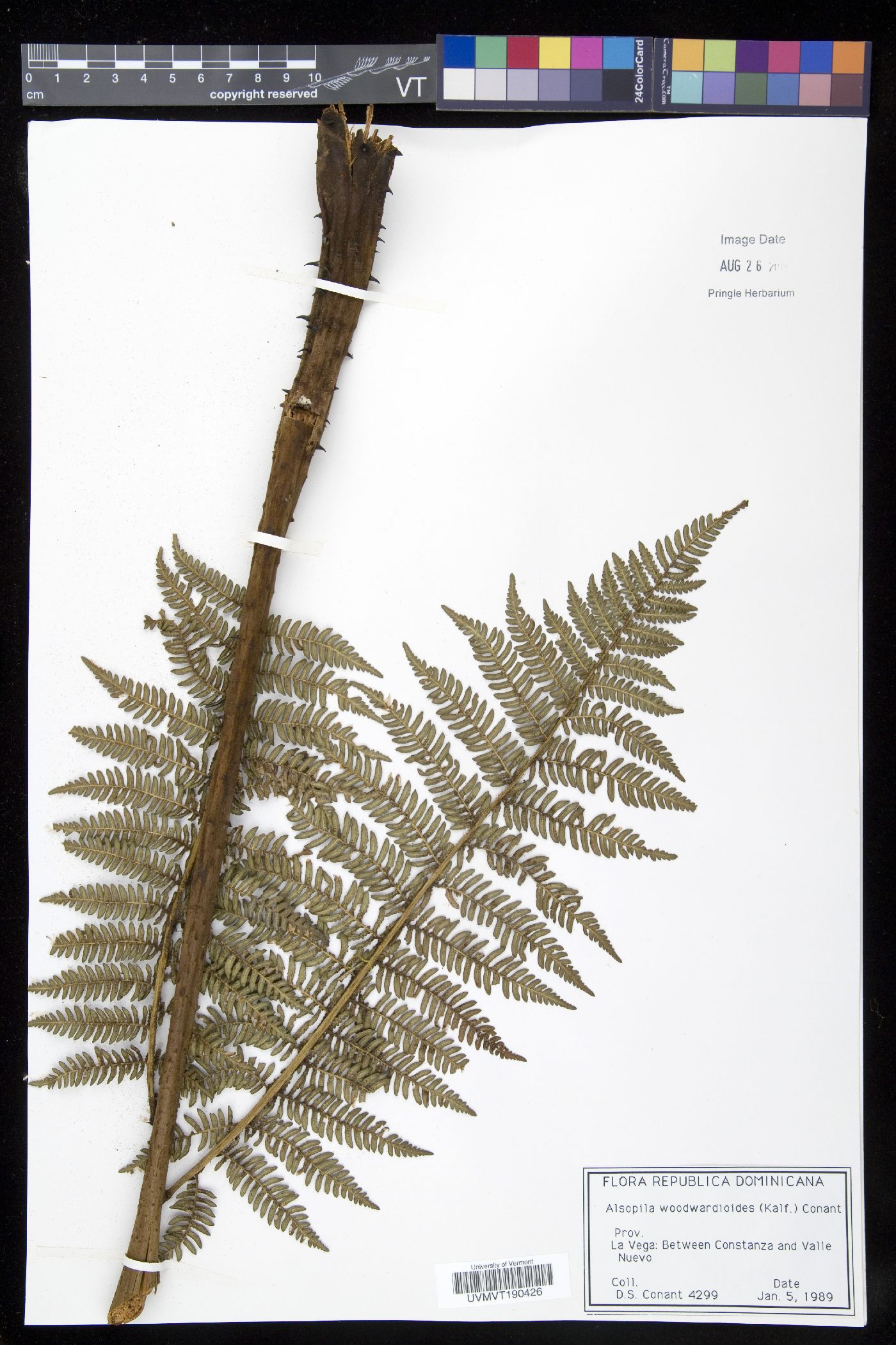 Alsophila woodwardioides image