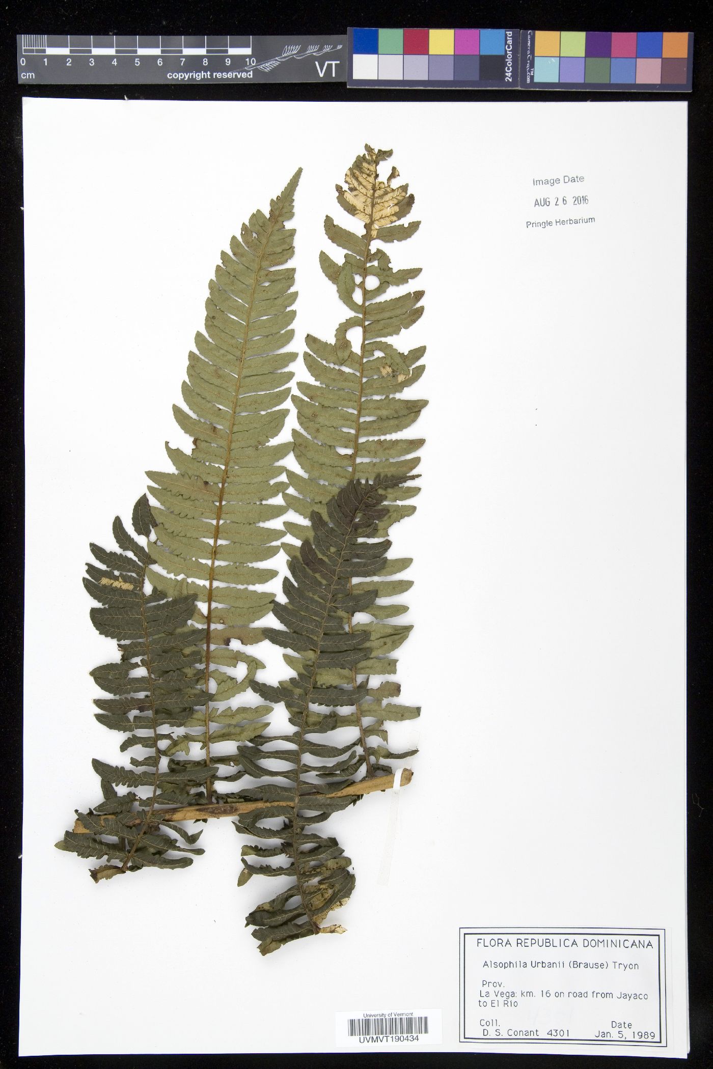 Cyathea urbanii image