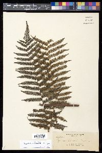 Cyathea christii image