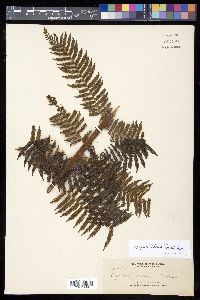 Cyathea christii image