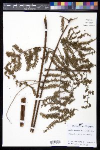 Cyathea latebrosa image