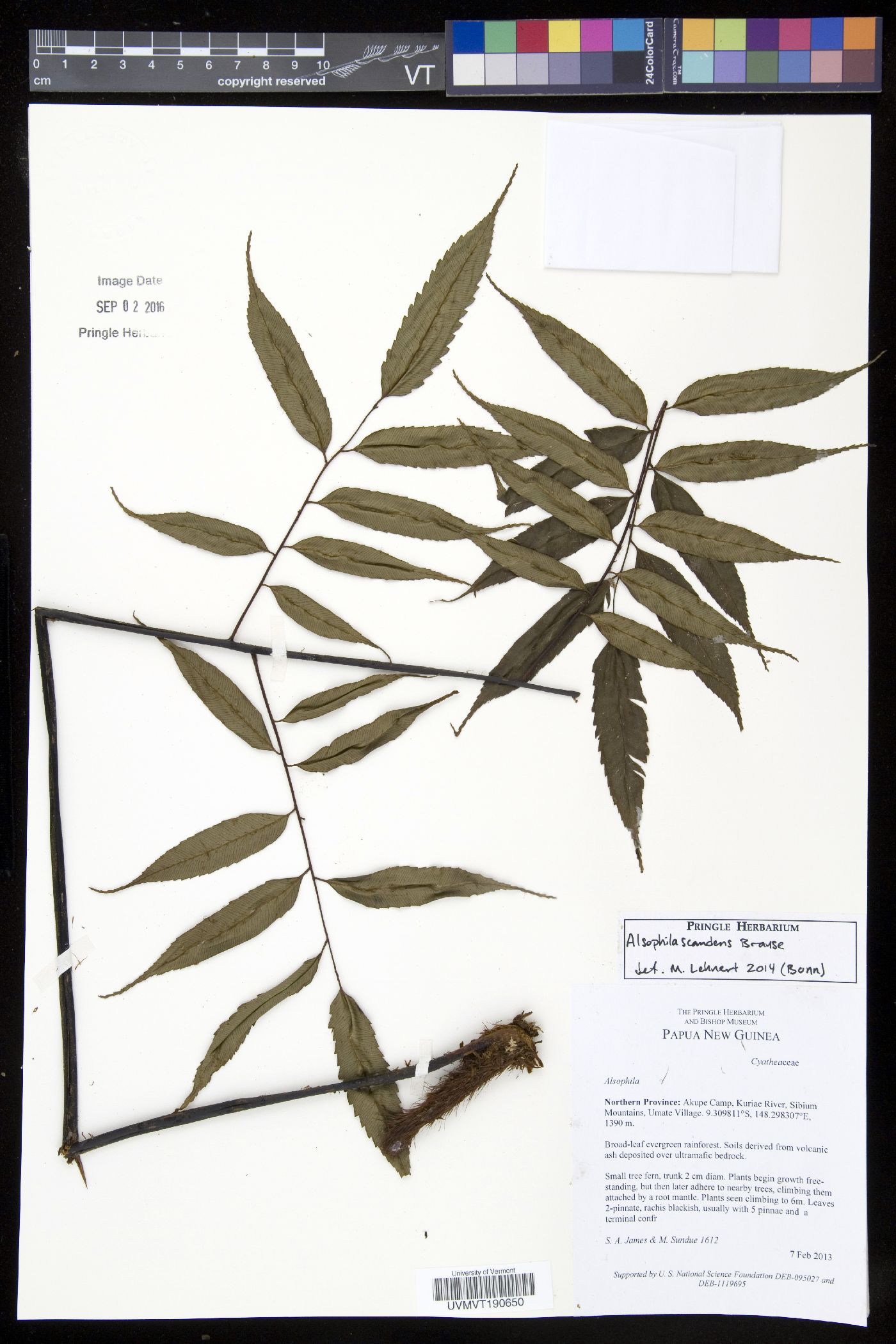 Cyathea scandens image