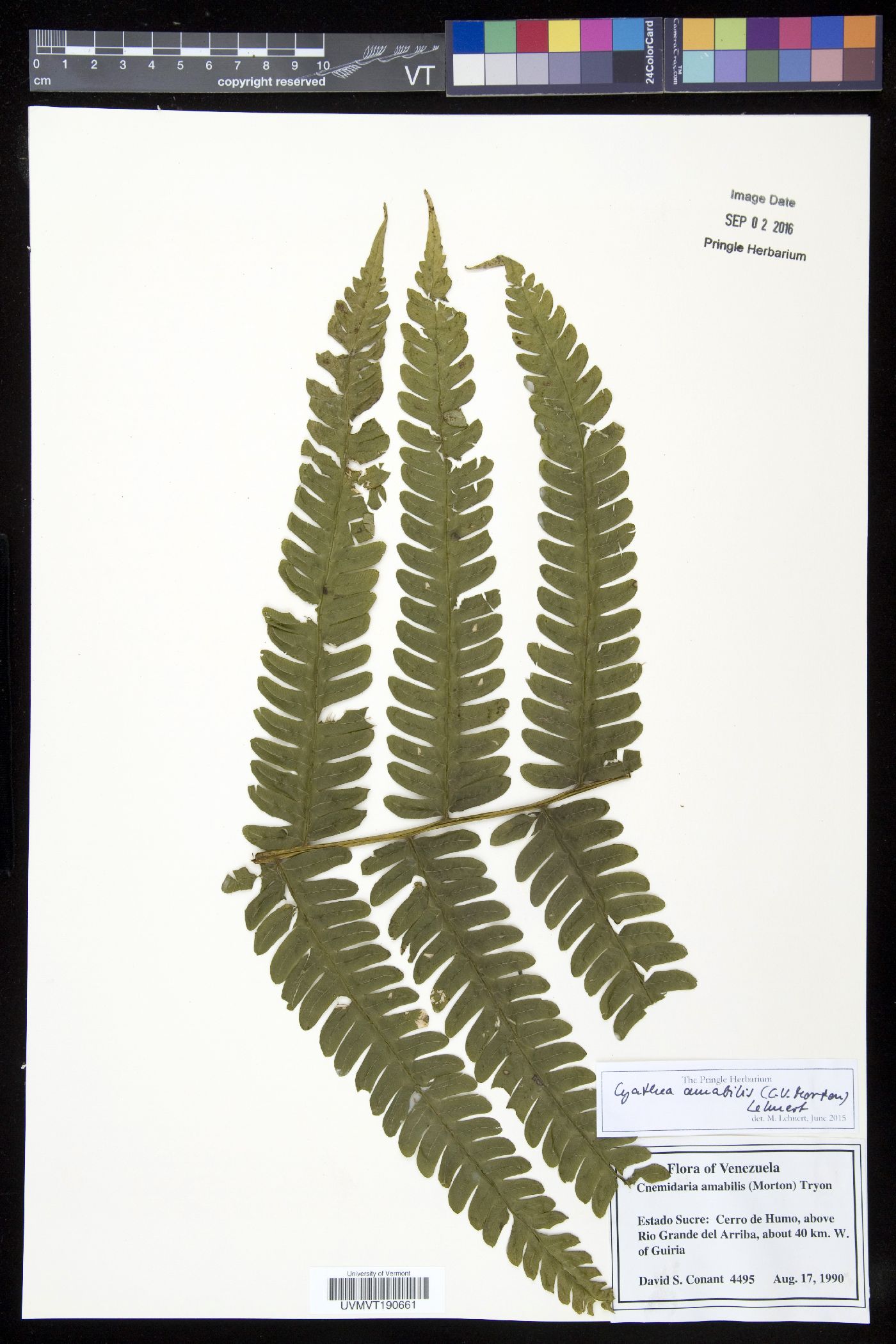 Cyathea amabilis image