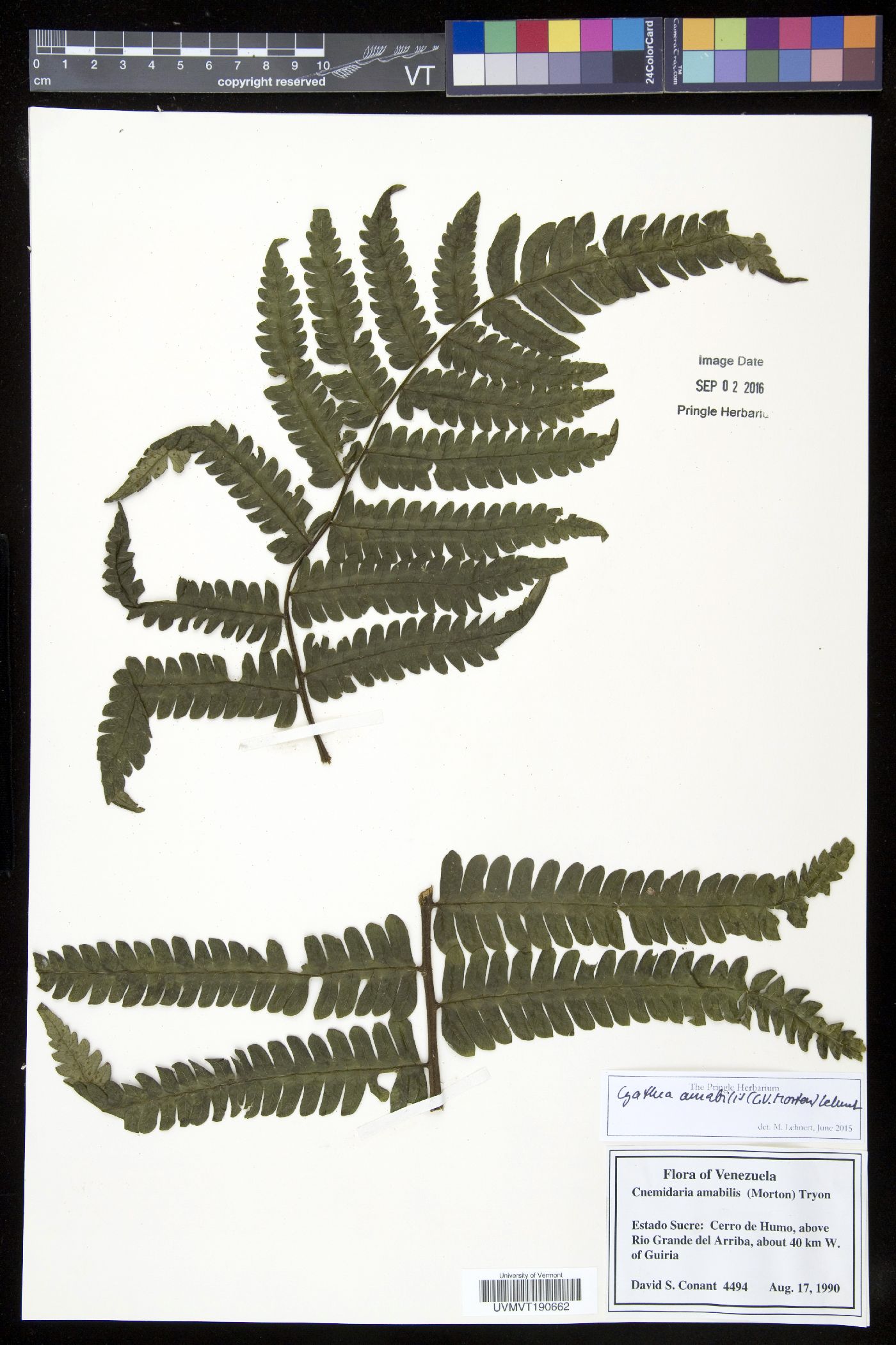 Cyathea amabilis image