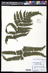 Cyathea amabilis image