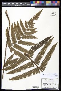 Cyathea amabilis image