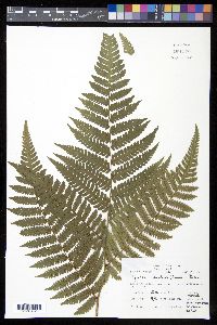 Cyathea andina image