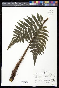 Cyathea andina image