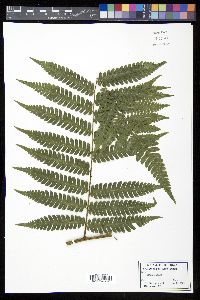 Cyathea andina image