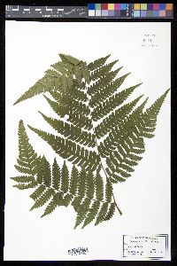 Cyathea andina image