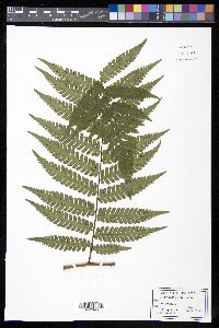 Cyathea andina image