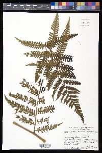 Cyathea andina image