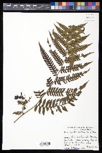 Cyathea andina image