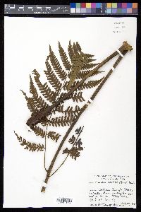 Cyathea andina image