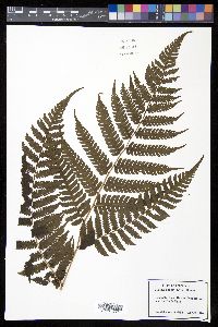 Cyathea andina image