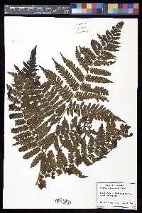 Cyathea andina image