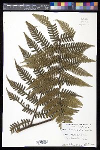 Cyathea andina image