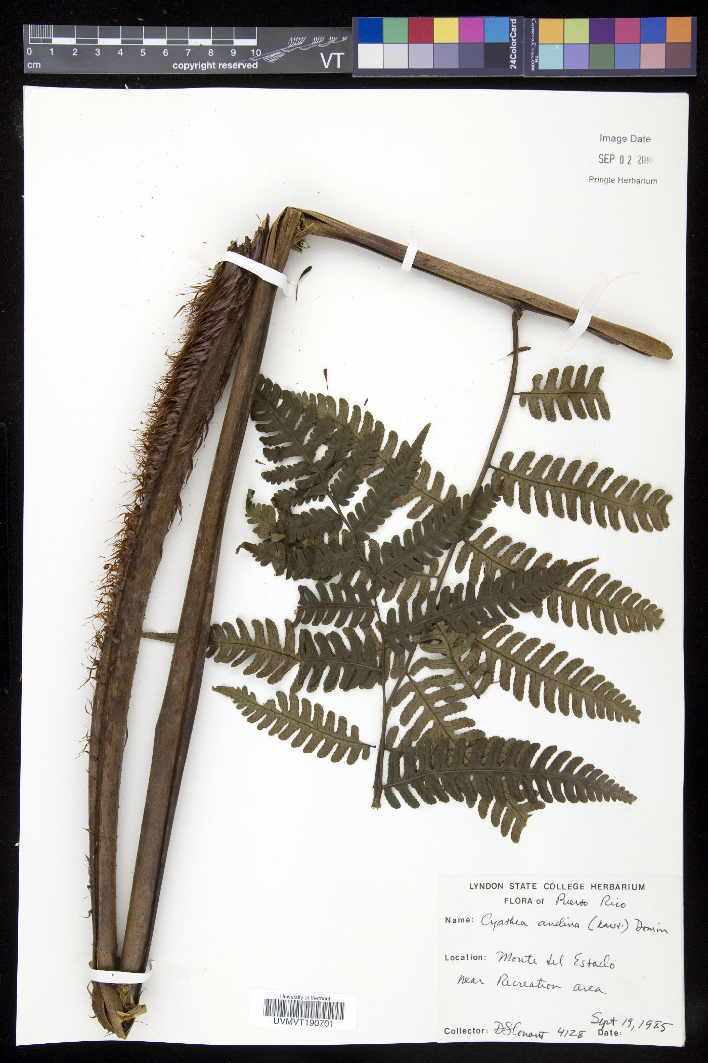 Cyathea andina image