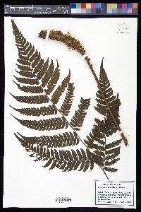 Cyathea andina image