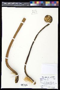 Cyathea arborea image
