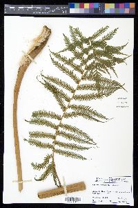 Cyathea arborea image