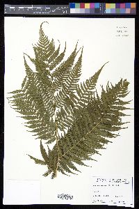 Cyathea arborea image