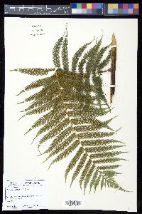 Cyathea arborea image