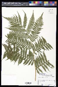 Cyathea arborea image