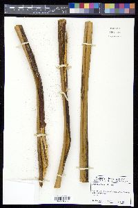 Cyathea arborea image
