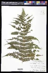 Cyathea arborea image