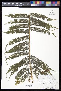 Cyathea arborea image