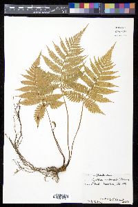 Cyathea arborea image