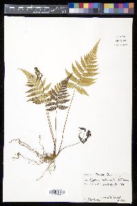 Cyathea arborea image