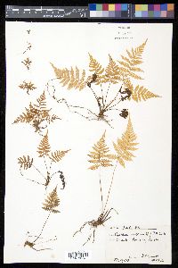 Cyathea arborea image