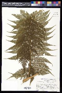 Cyathea arborea image