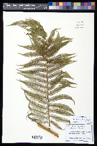Cyathea arborea image