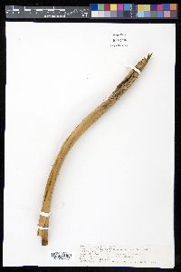Cyathea arborea image