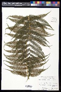 Cyathea arborea image