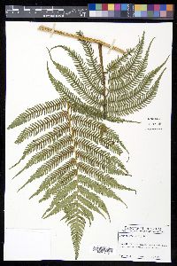 Cyathea arborea image