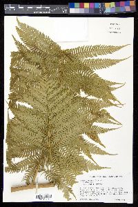 Cyathea arborea image
